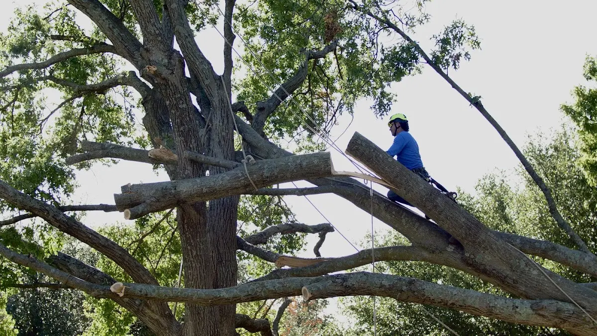 Professional Crown Thinning performed by certified arborists in Turbotville