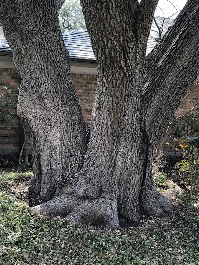 Mature heritage tree close to a Turbotville property cared for by certified arborists